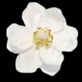 리뷰 작성자